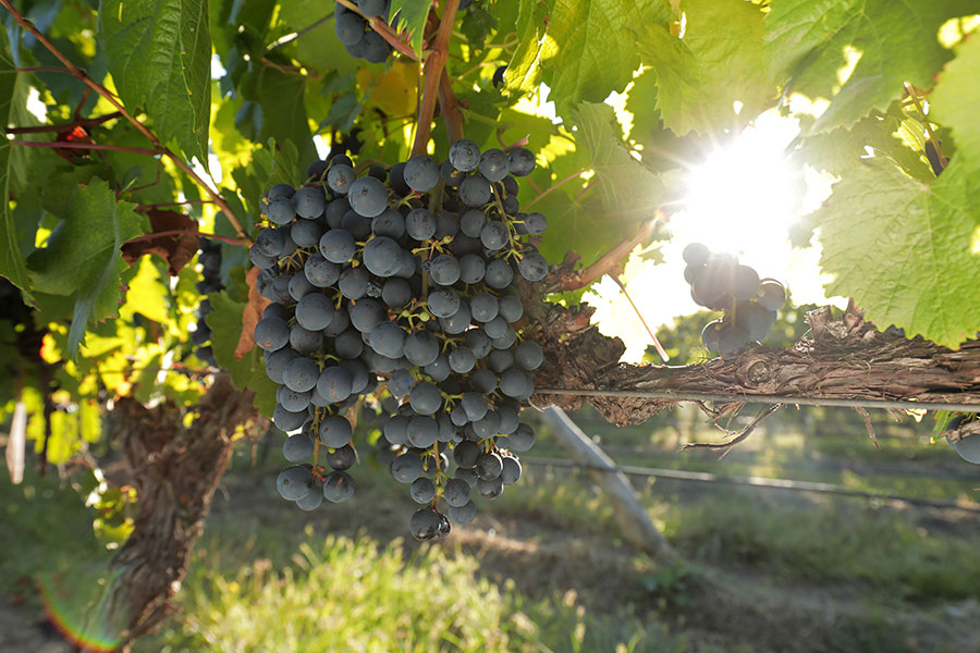 fabre-montmayou-vines