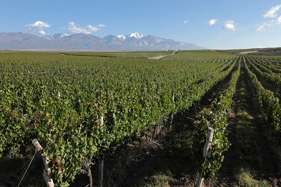 fabre-montmayou-vineyard