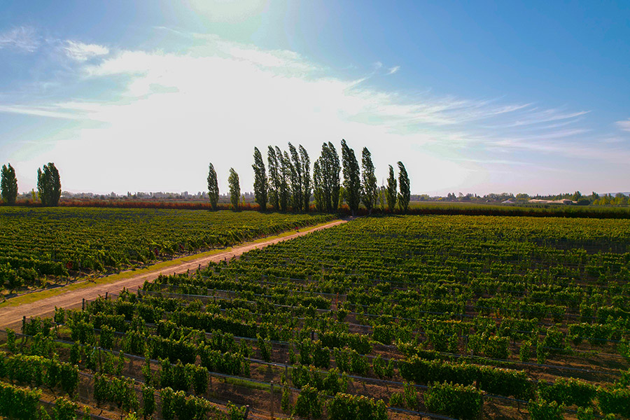 fabre-vineyard