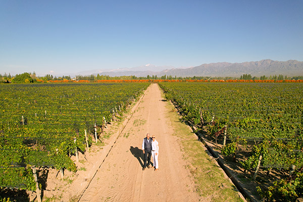 vineyard-herve-and-diane