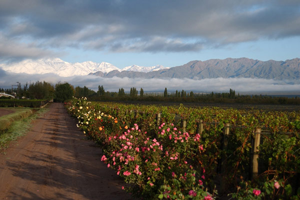 fabre-montmayou-vineyards